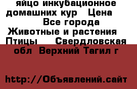 яйцо инкубационное домашних кур › Цена ­ 25 - Все города Животные и растения » Птицы   . Свердловская обл.,Верхний Тагил г.